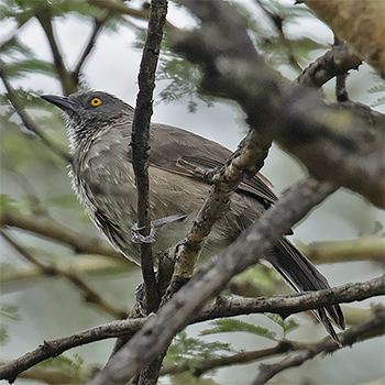 Arrow-marked Babbler