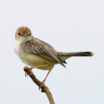 Ashy Cisticola