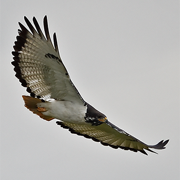 Augur Buzzard