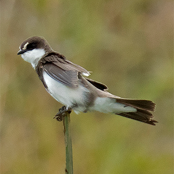 Banded Martin