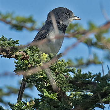 Banded Parisoma