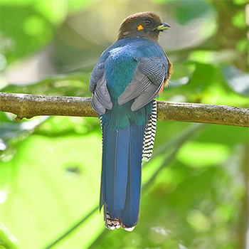 Bar-tailed Trogon