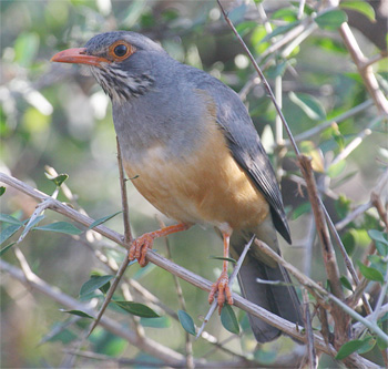 Bare-eyed Thrush