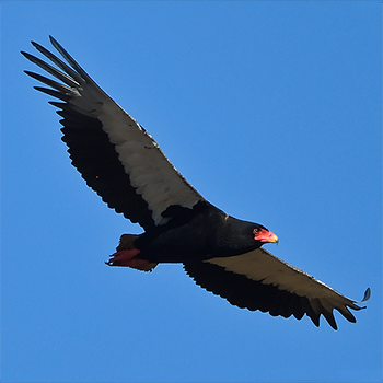 Bateleur