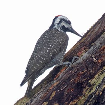 Bearded Woodpecker
