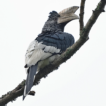 Black-and-white-casqued Hornbill