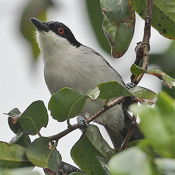 Black-backed Puffback