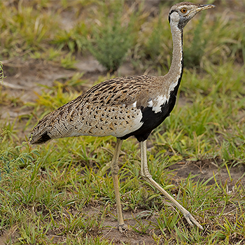 Black-bellied Bustard
