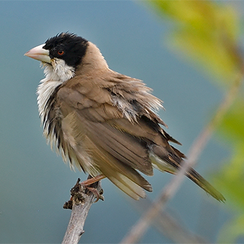 Black-capped Social-weaver