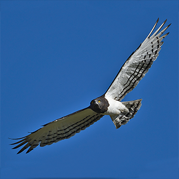 Black-chested Snake-eagle