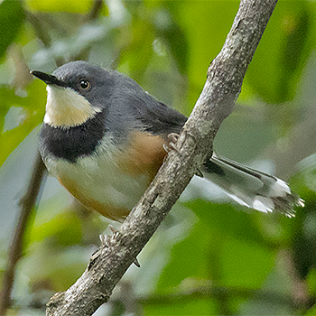 Black-collared Apalis