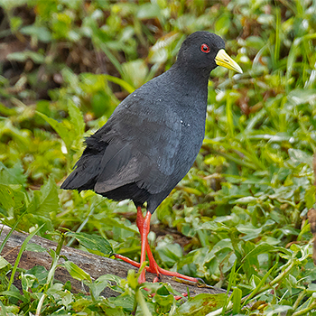 Black Crake