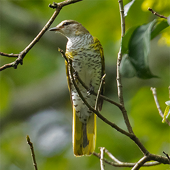Black Cuckooshrike