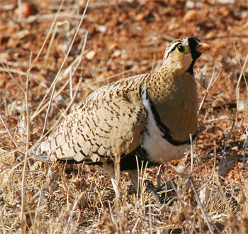 Black-faced Sandgrouse