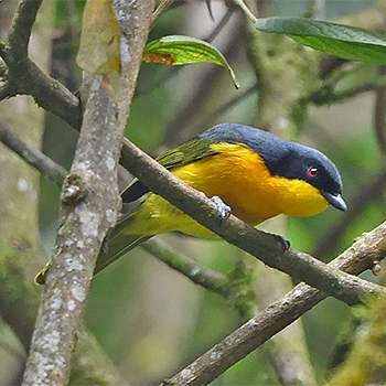 Black-fronted Bushshrike