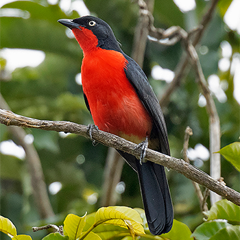 Black-headed Gonolek