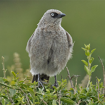 Black-lored Babbler