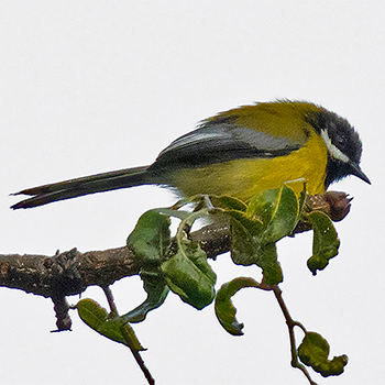 Black-throated Apalis