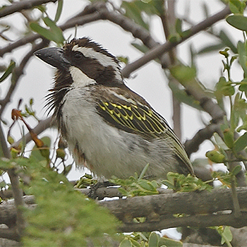 Black-throated Barbet