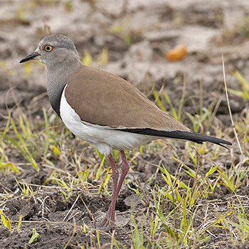 Black-winged Lapwing