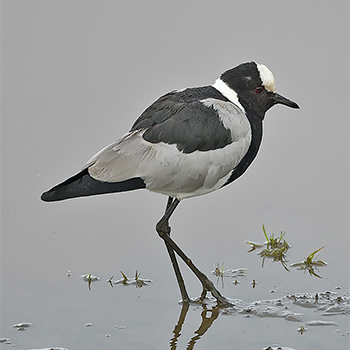 Blacksmith Lapwing