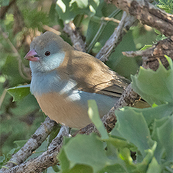 Blue-capped Cordon-bleu