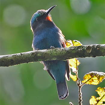 Blue-headed Bee-eater