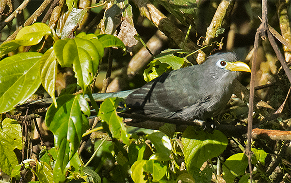 Blue Malkoha