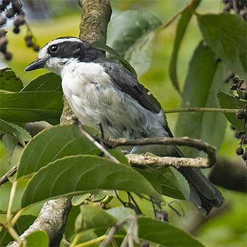 Bocage's Bushshrike