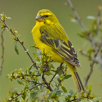 Brimstone Canary