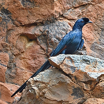 Bristle-crowned Starling
