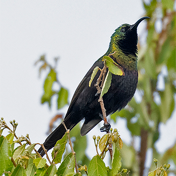 Bronze Sunbird