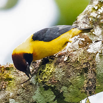 Brown-capped Weaver