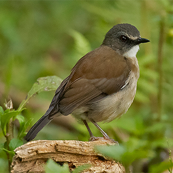 Brown-chested Alethe