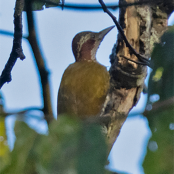 Brown-eared Woodpecker
