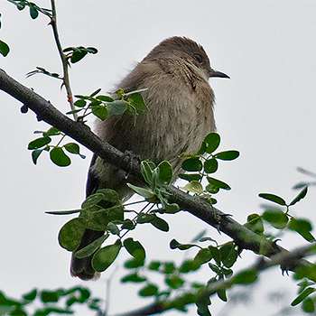 Brown-tailed Chat
