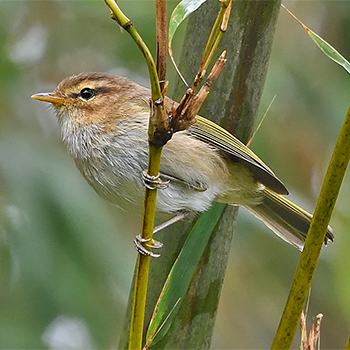 Brown Woodland-warbler