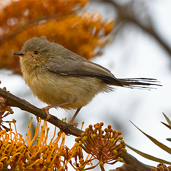 Buff-bellied Warbler