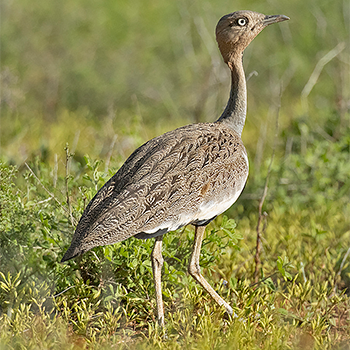 Buff-crested Bustard