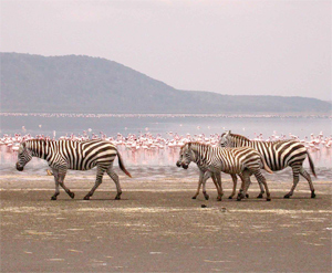 Plains/Burchell's Zebras and Lesser Flamingoes at Lake Naivasha