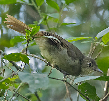 Cabanis's Greenbul