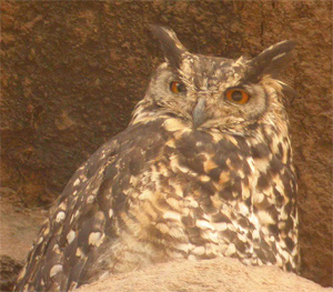 Cape Eagle-owl