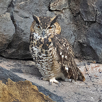 Cape (Mackinder's) Eagle-owl