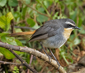 Cape Robin-chat