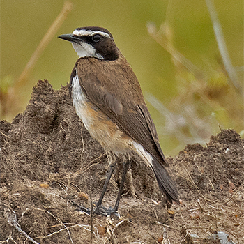 Capped Wheatear