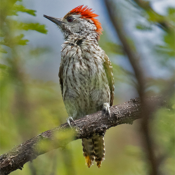Cardinal Woodpecker