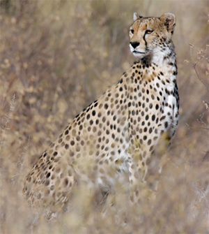 Cheetah