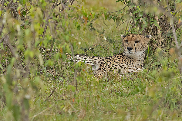Cheetah