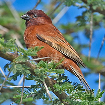 Chestnut Sparrow