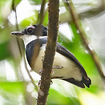 Chestnut Wattle-eye